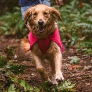 Dog Coats for all breeds and sizes from Philip Morris & Son