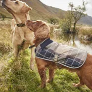 Barbour Dog Coats and Accessories from Philip Morris & Son
