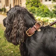 Dog Collars in leather and designer styles from Philip Morris & Son