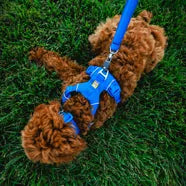 Dog Harnesses for walking comfort from Philip Morris & Son