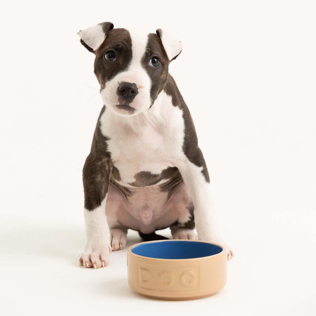 Mason Cash Cane and Blue Lettered Dog Bowl 13cm LS