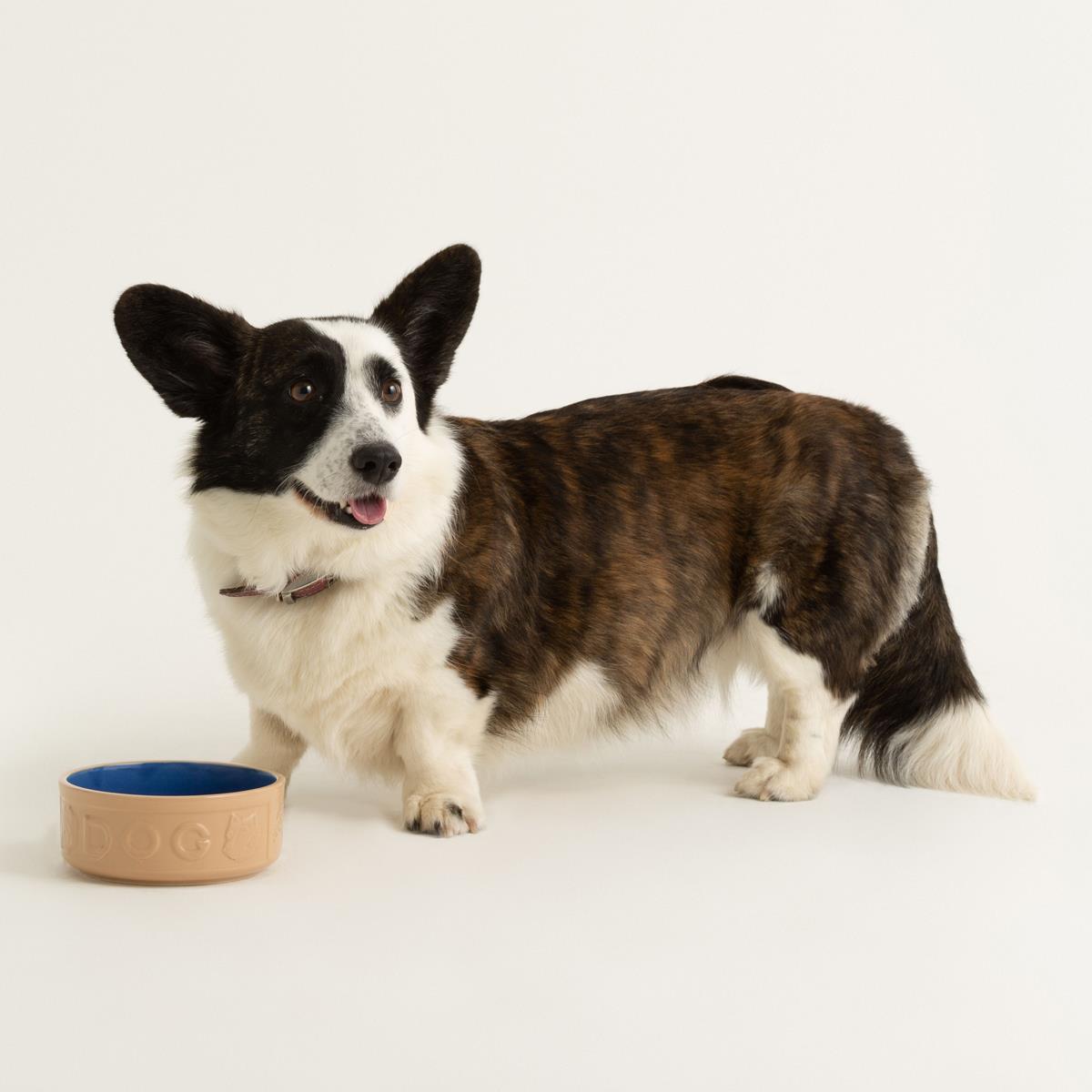 Mason Cash Cane and Blue Lettered Dog Bowl 15cm Dog
