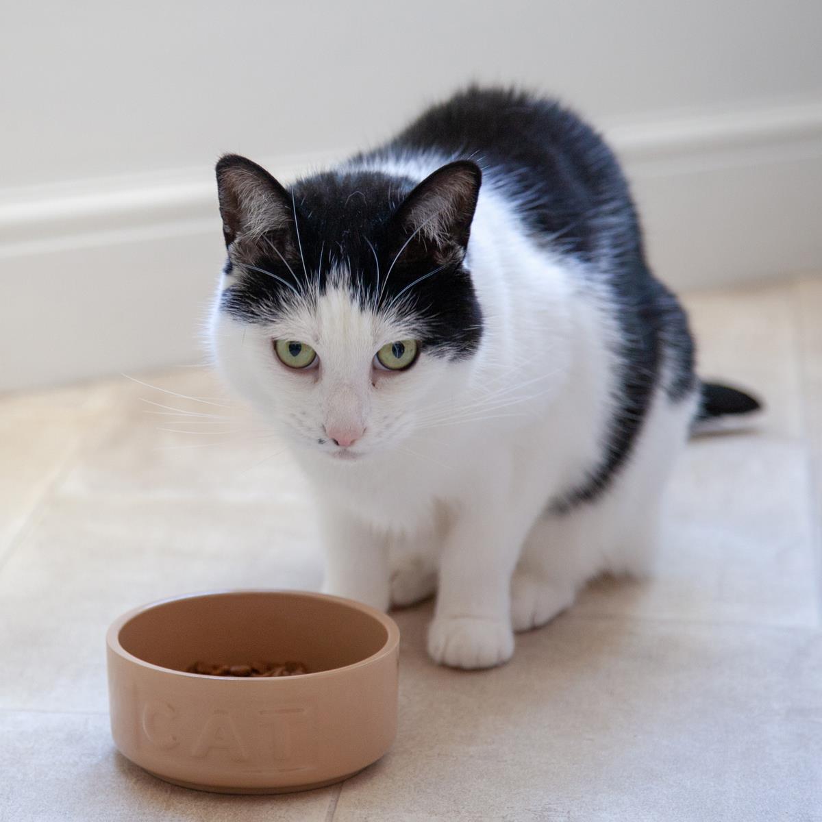 Mason Cash Cane Lettered Cat Bowl 13cm Lifestyle