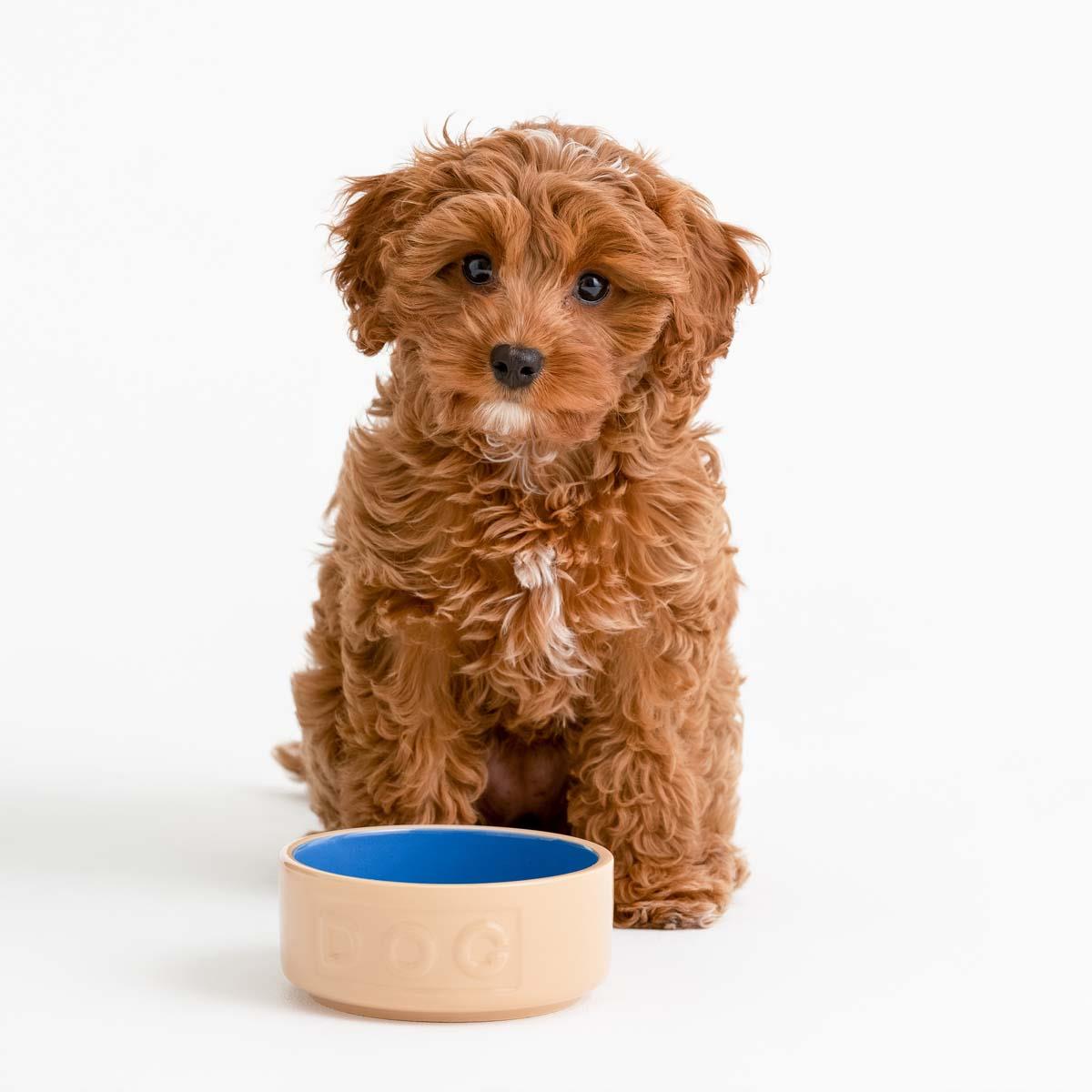 Mason Cash Cane and Blue Lettered Dog Bowl 13cm