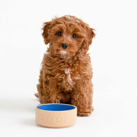 Mason Cash Cane and Blue Lettered Dog Bowl 13cm DOG