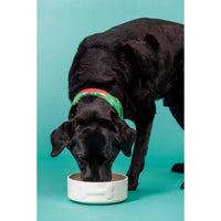 Mason Cash Colour Dog Bowl 20cm Cream LS2
