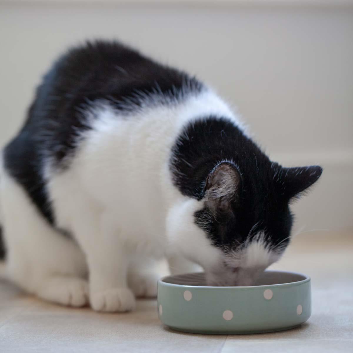 Mason Cash Polka Dot Sage Pet Bowl 13cm