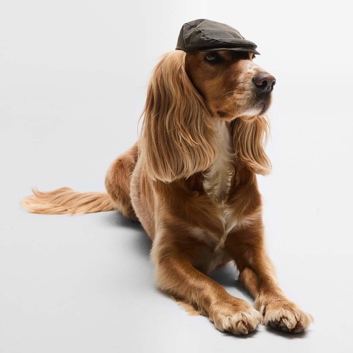 Olive Barbour Dog Wax Flat Cap On Dog