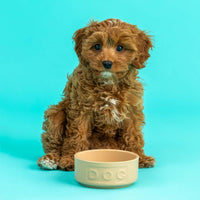 Mason Cash Cane Lettered Dog Bowl 13cm LS