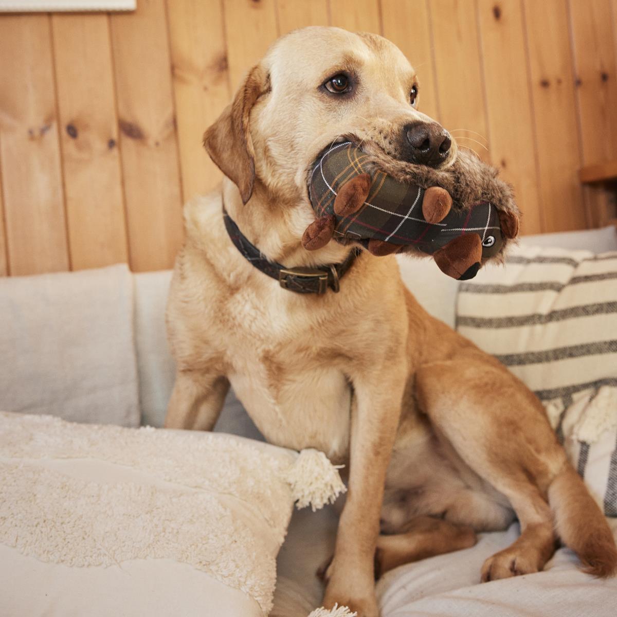 Barbour Dog Hedgehog Toy Lifestyle
