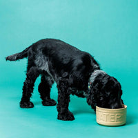 Mason Cash Cane Lettered Dog Water Bowl 15cm LS