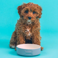 Mason Cash Colour Dog Bowl 15cm Grey LS