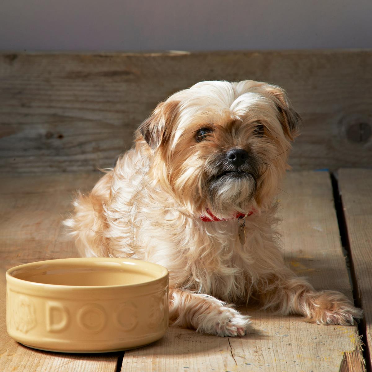 Mason Cash Cane Lettered Dog Bowl 25cm Lifestyle