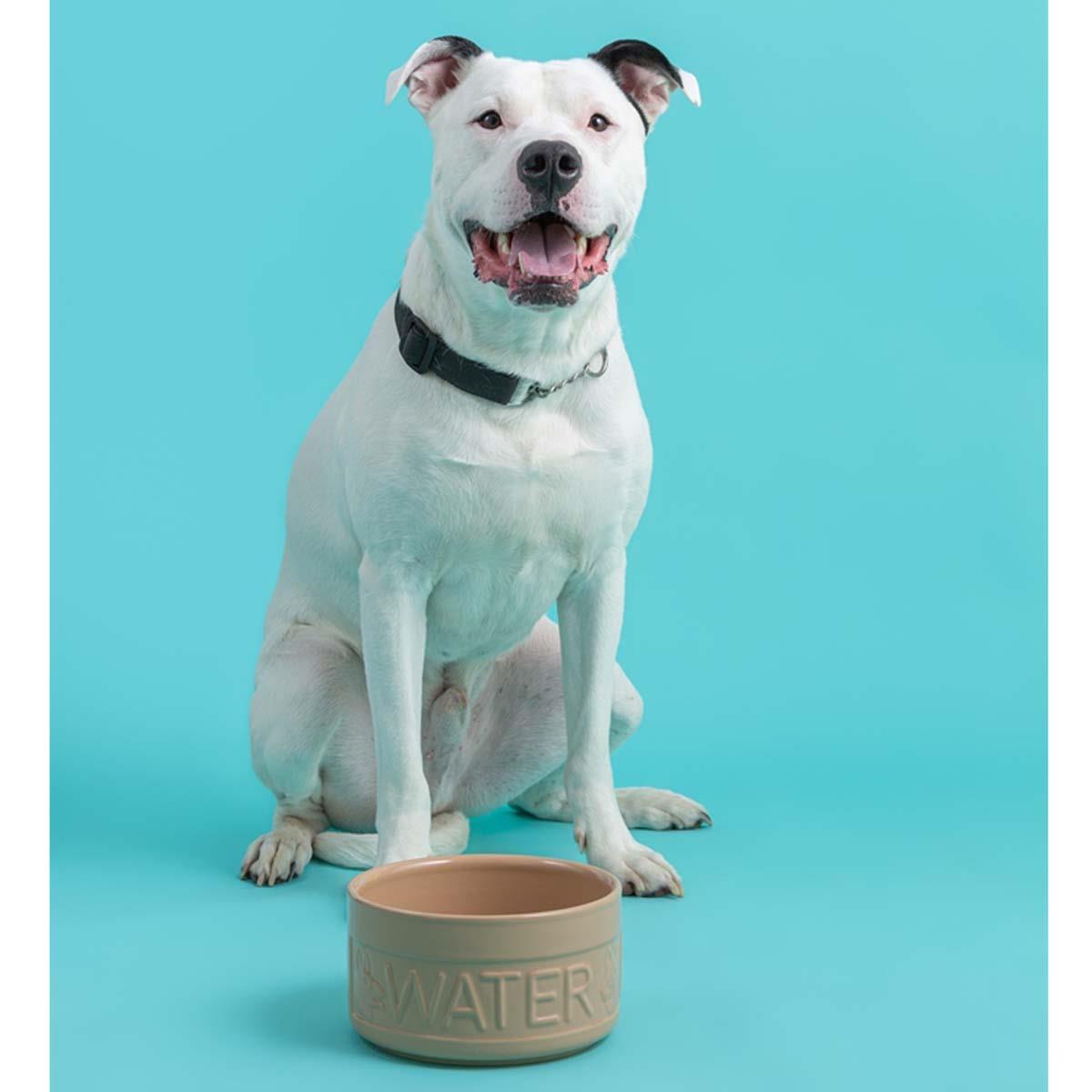 Mason Cash Cane Lettered Dog Water Bowl 20cm DOG