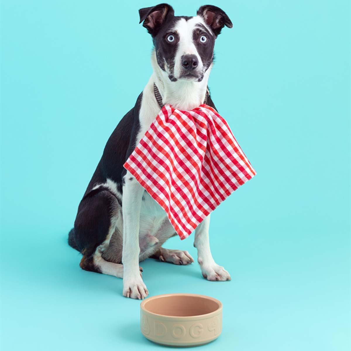 Mason Cash Cane Lettered Dog Bowl 18cm DOG