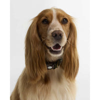 Barbour Tartan Printed Dog Collar