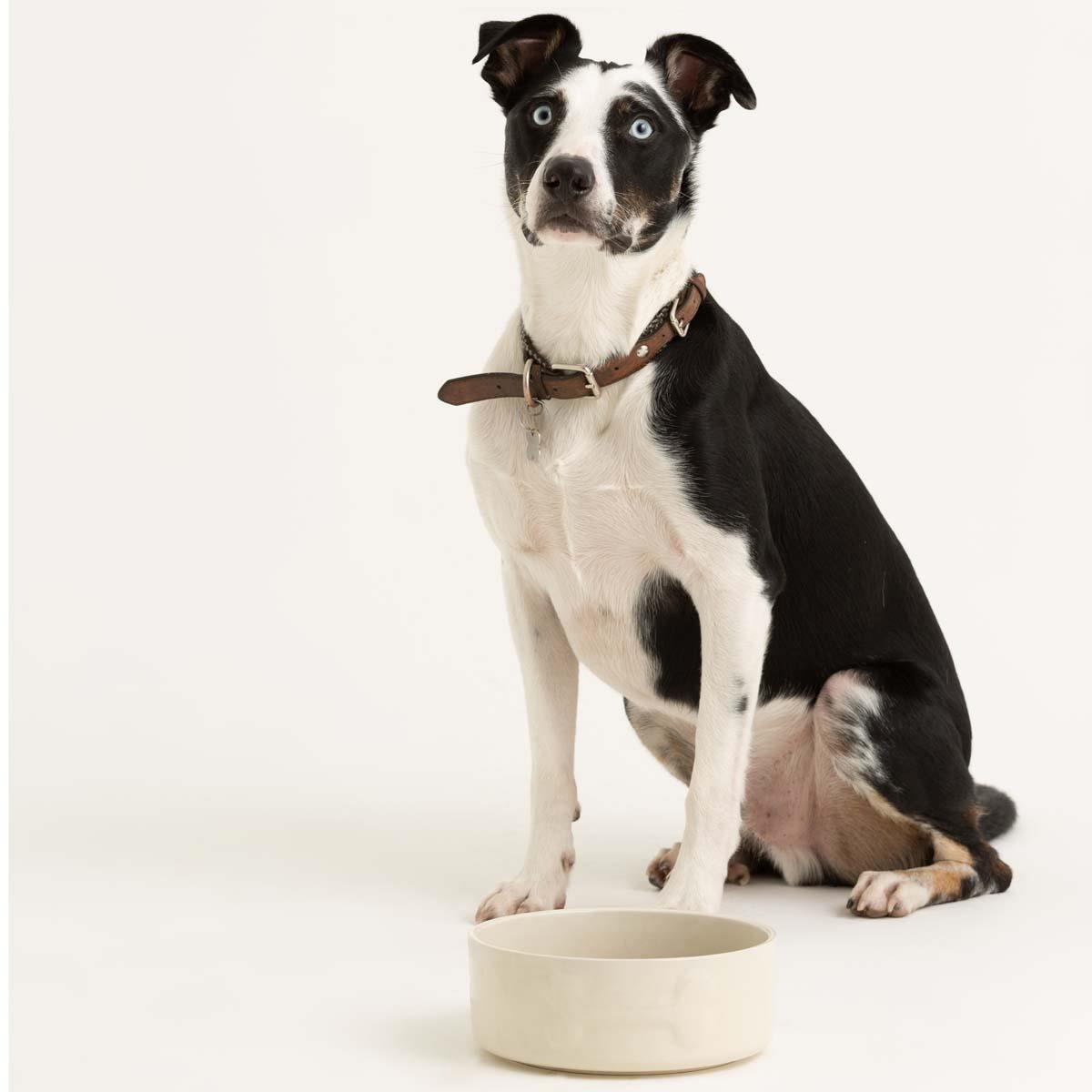 Mason Cash Colour Dog Bowl 20cm Cream LS